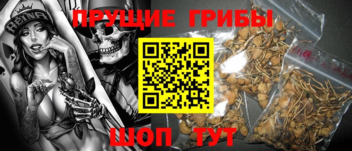 Псилоцибиновые грибы MAGIC MUSHROOMS  Псилоцибиновые грибы GOLDEN TEACHER  где продают   Чайковский  Вход с VPN 